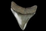 Serrated, 2.66" Fossil Megalodon Tooth - #129988-1